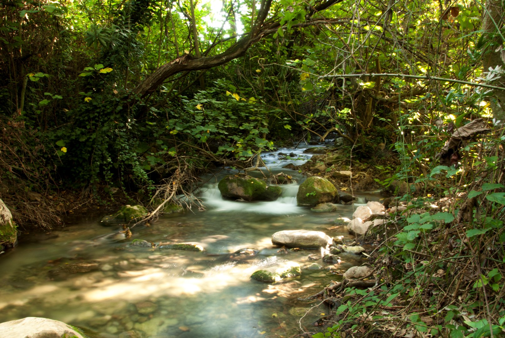 elbosque